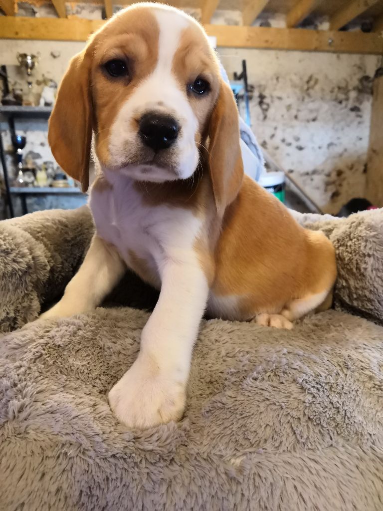 chiot berger allemand beagle mix